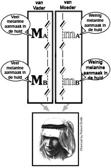 Melanine Medium